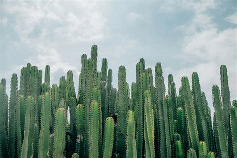 羅漢松 花|羅漢松：珍稀樹種的奧秘與養護撇步 – 植物盆栽綠寶典